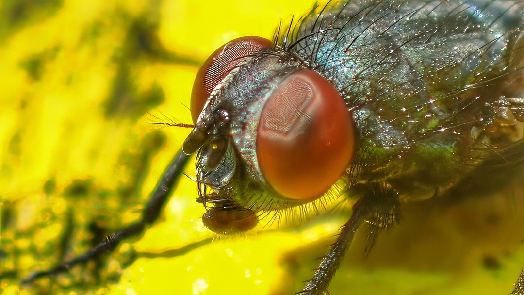 Greenbottle Fly Lucilia Iridescent Green Body Large Orange Red Compound Eye Yellow Flower Macro