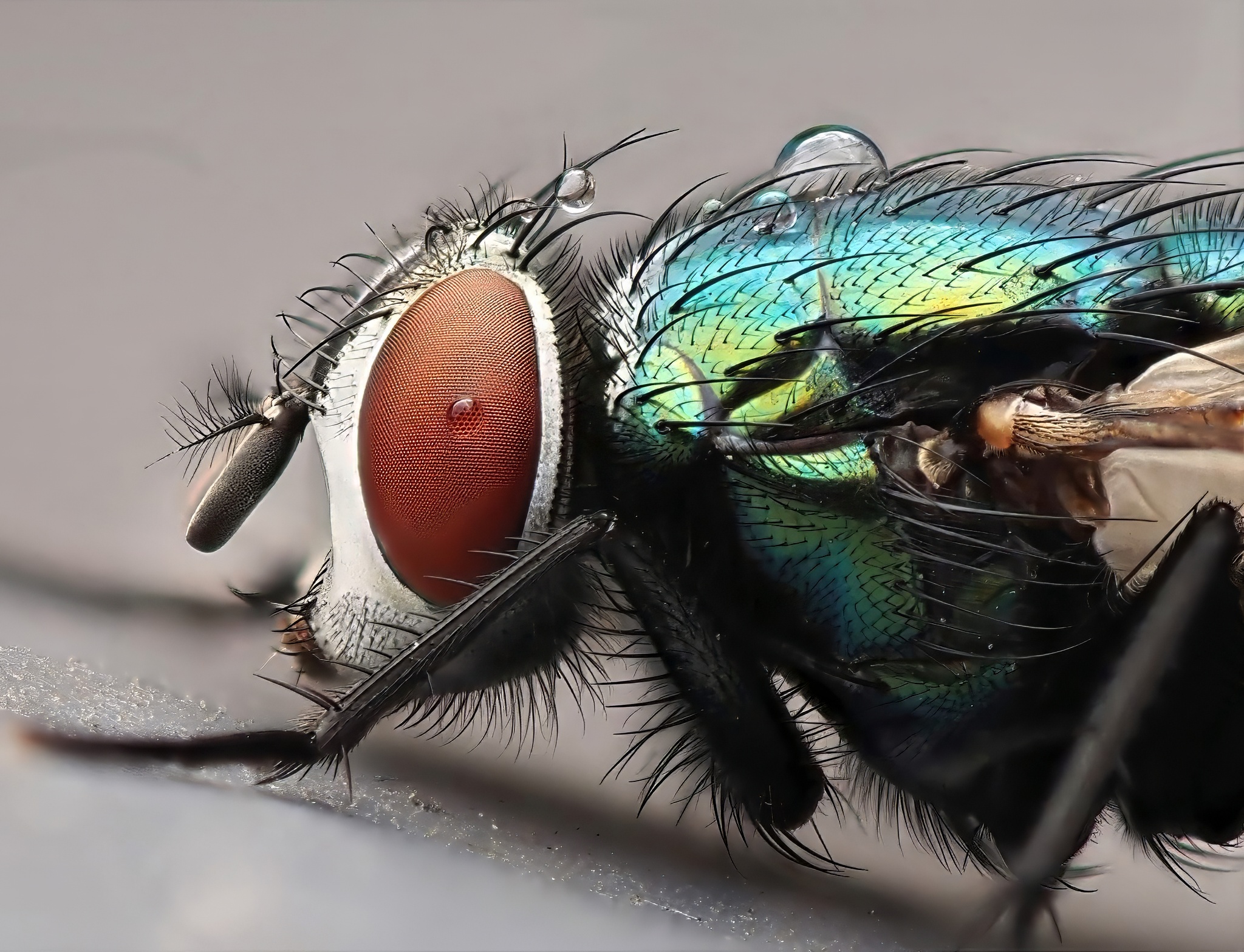 Greenbottle Fly Lucilia Sericata Extreme Macro Side Profile Iridescent Teal Blue Green Thorax Dark Red Compound Eye Dew Drops