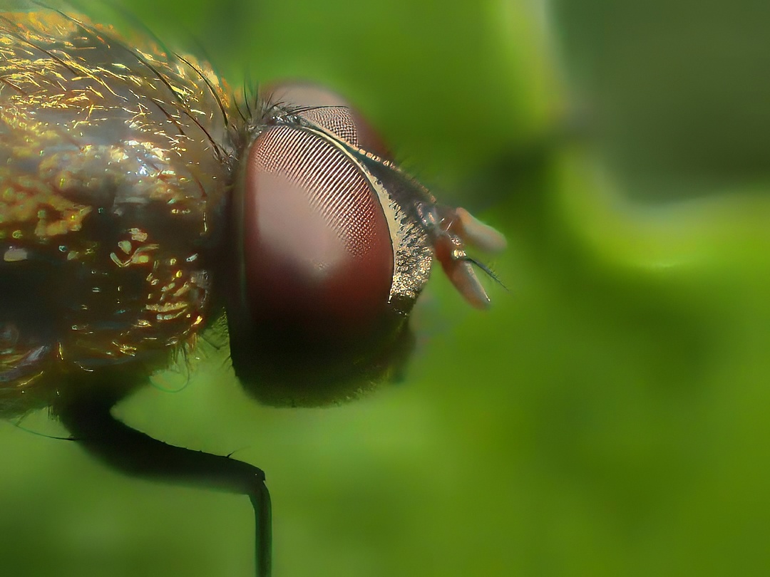 Hoverfly Eristalis Red Brown Large Compound Eye Golden Hairy Thorax Extreme Macro Green Bokeh