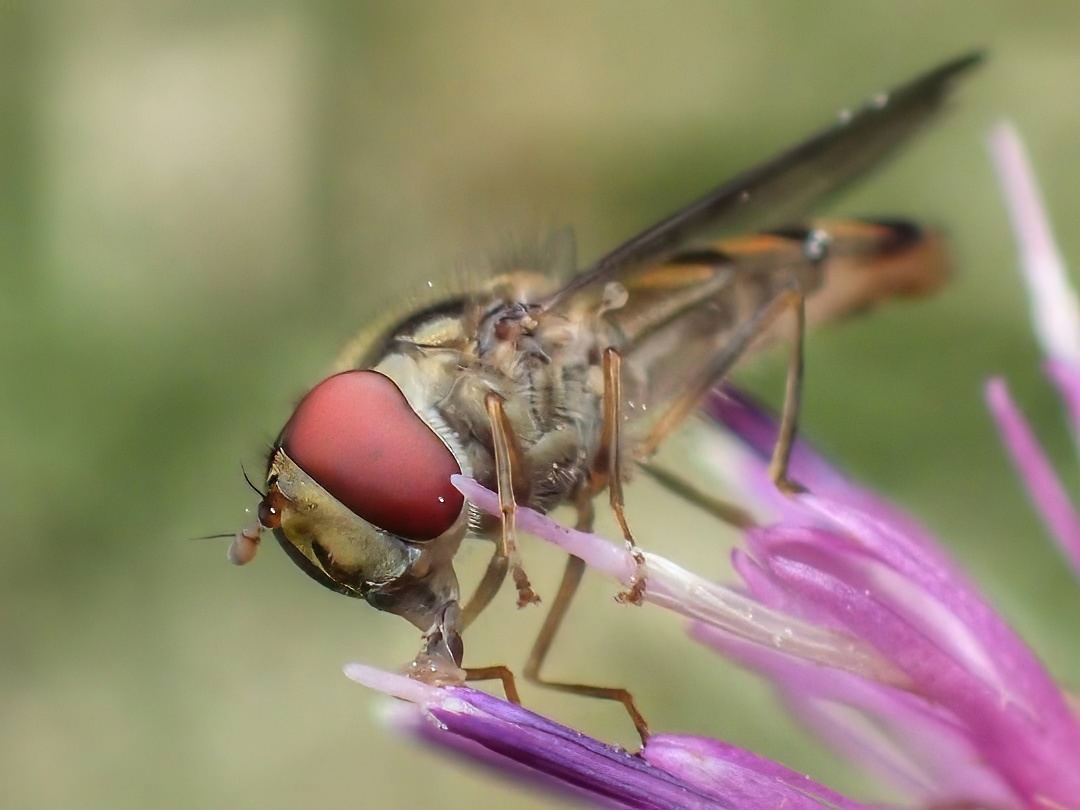 Hoverfly Large Pale Pink Red Eye Hairy Tan Thorax Banded Abdomen Feeding Purple Knapweed