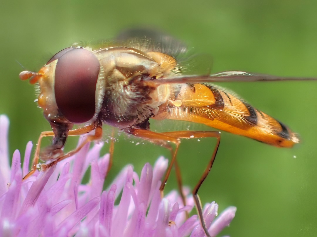 Hoverfly Orange Black Banded Abdomen Red Eyes On Purple Thistle