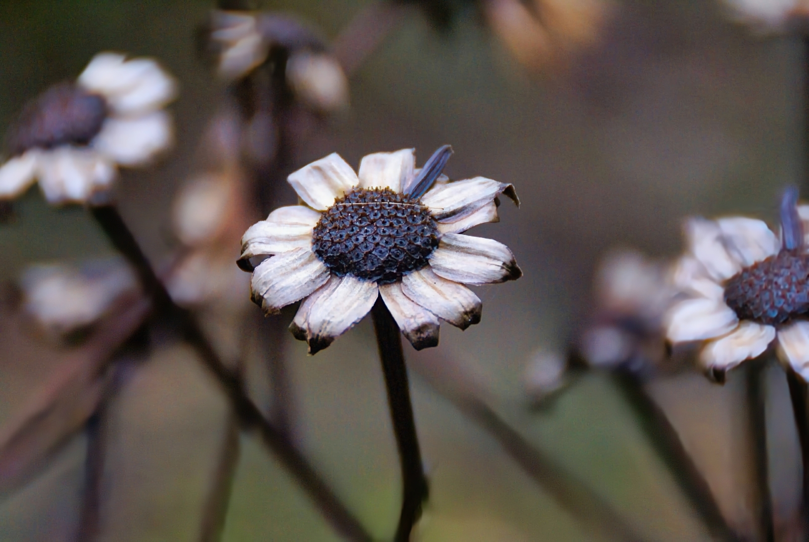 Chocolate_4163967848_O