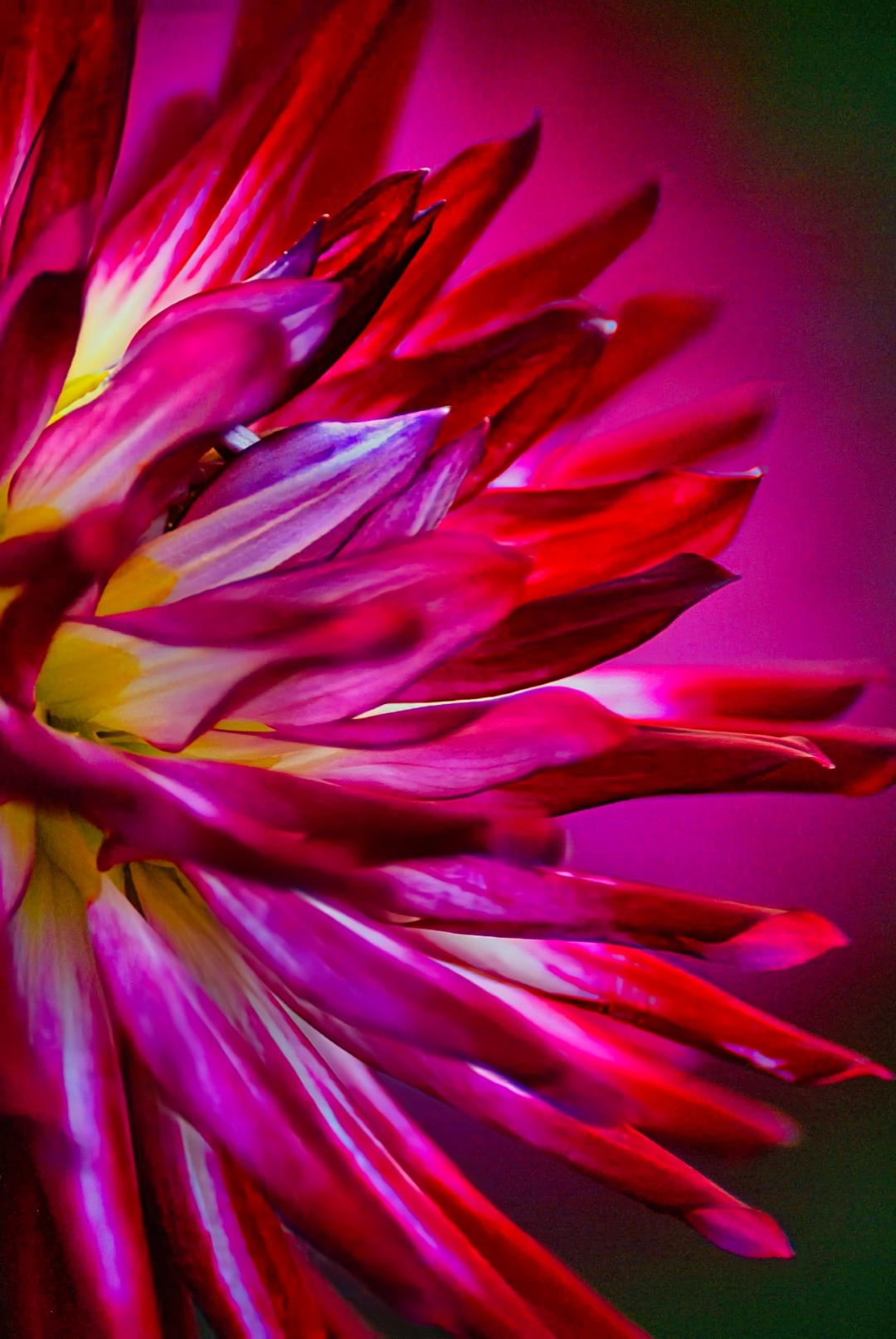 Clivia Red Magenta Petals Stamen