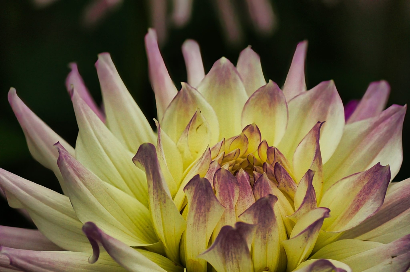 Dahlia Cactus Yellow Cream Purple Tipped Petals