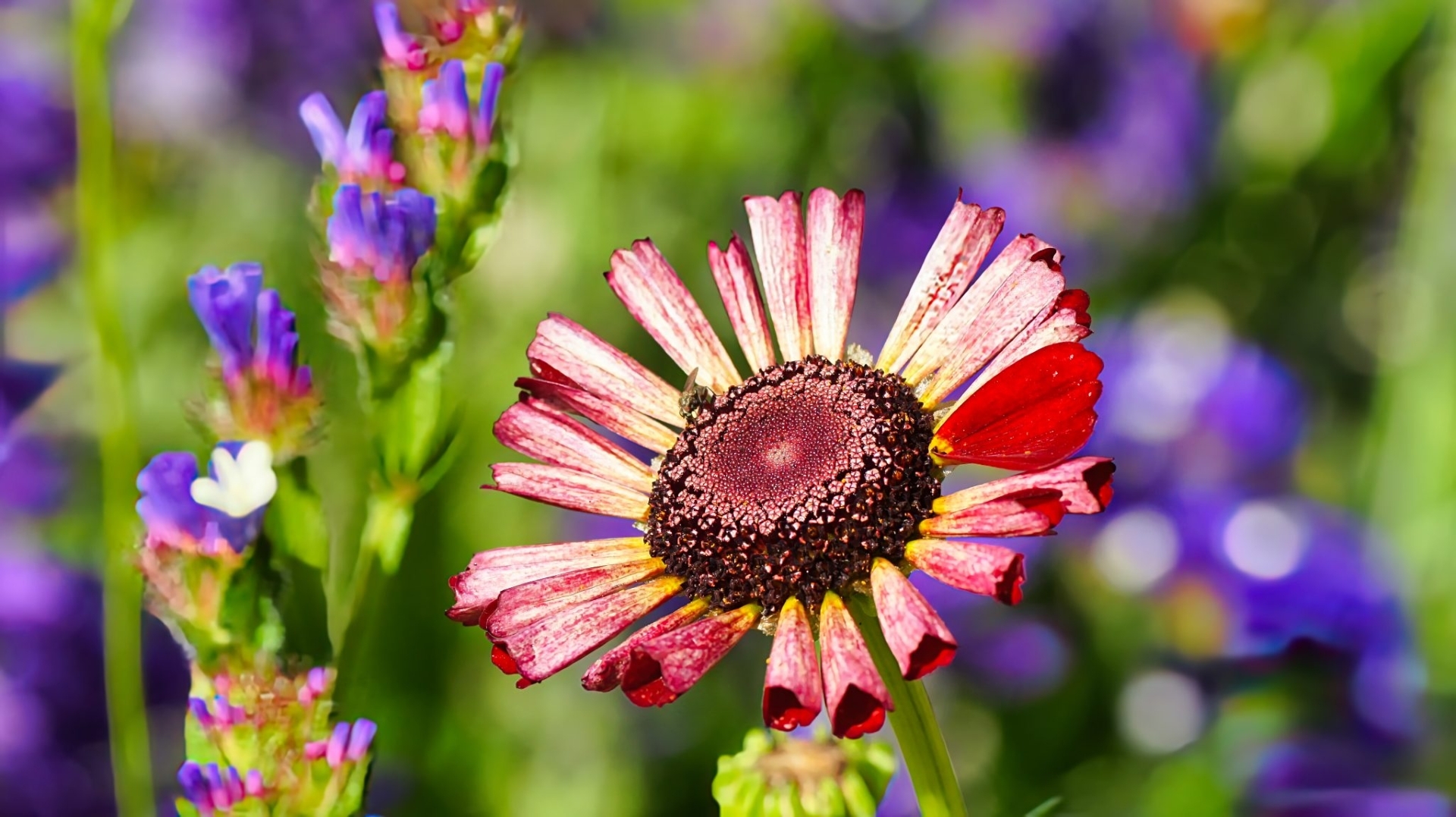 Daisy Red Petals Hoverfly