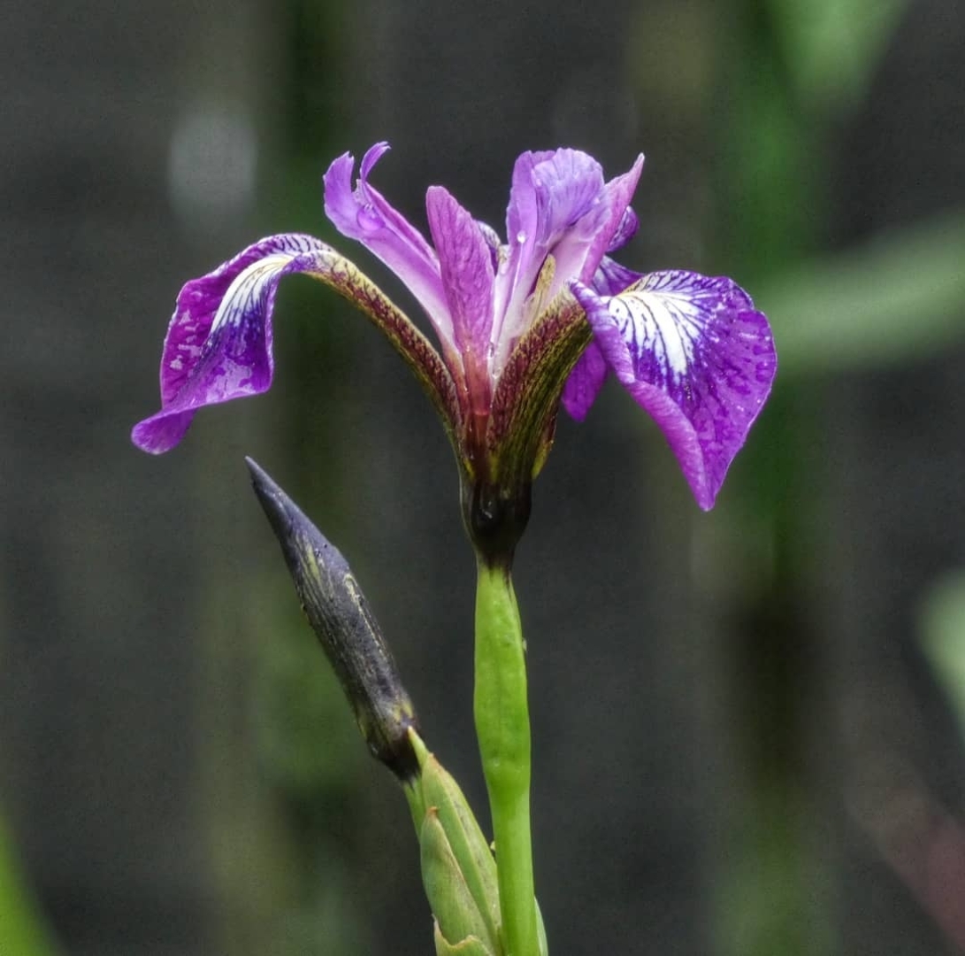 Damselfly Purple Iris Flower