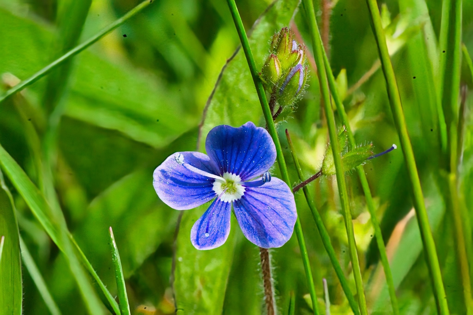 Germander Speedwell Blue Flower