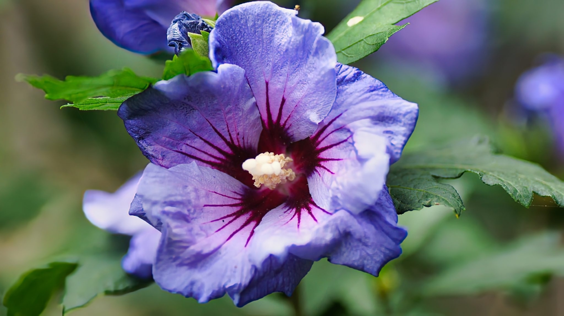 Hibiscus Blue Purple Rayed Bloom