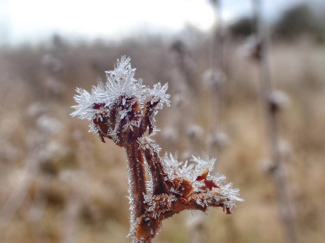 Hoar Frost Crystals Dead Plant Stem Seedhead Frosty Field Macro