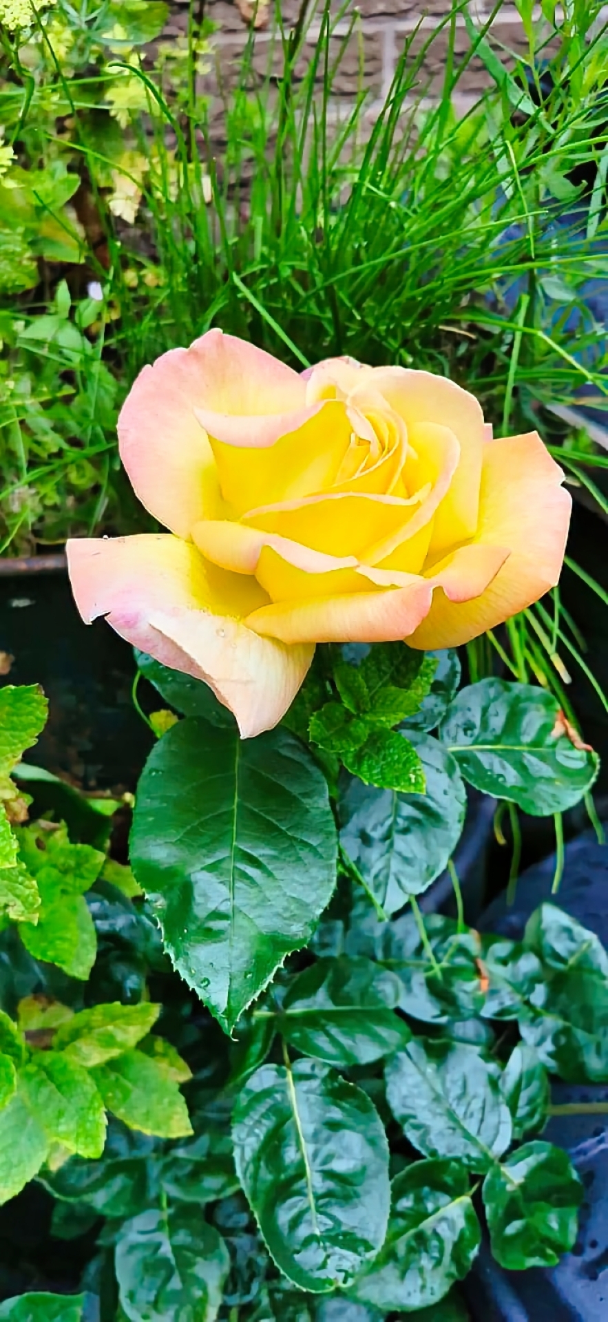 Rose Yellow Pink Edges Garden