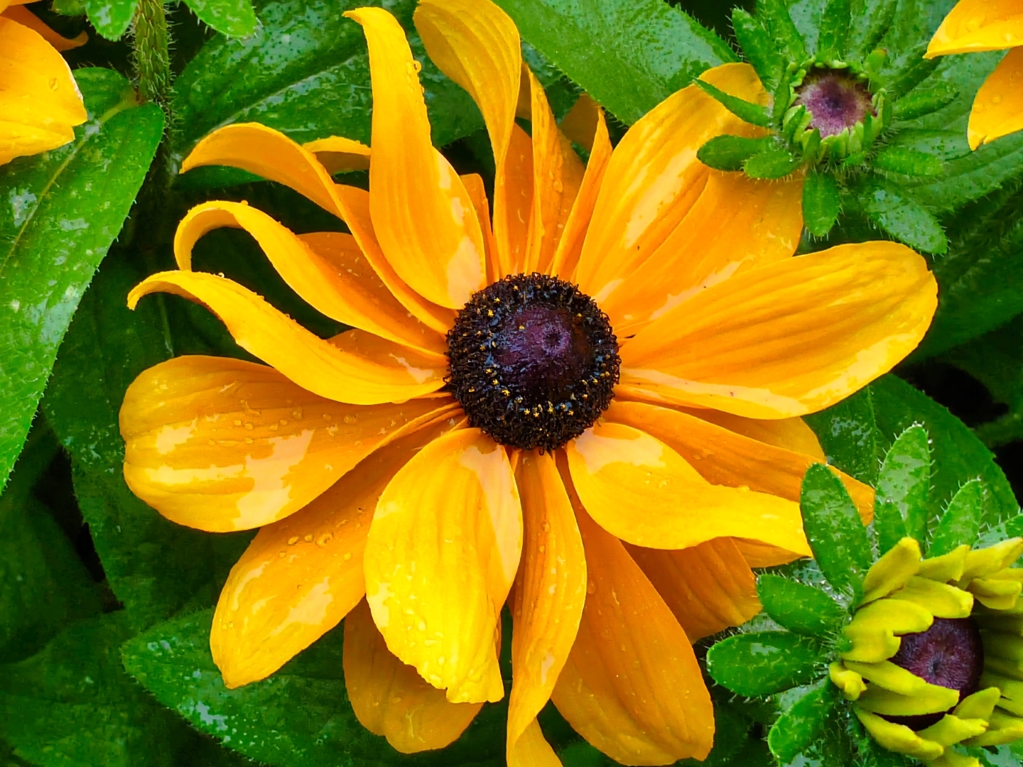Rudbeckia Yellow Orange Dark Center