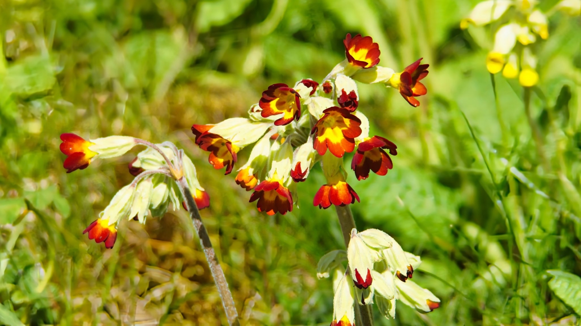 White Red Yellow Primrose Cluster