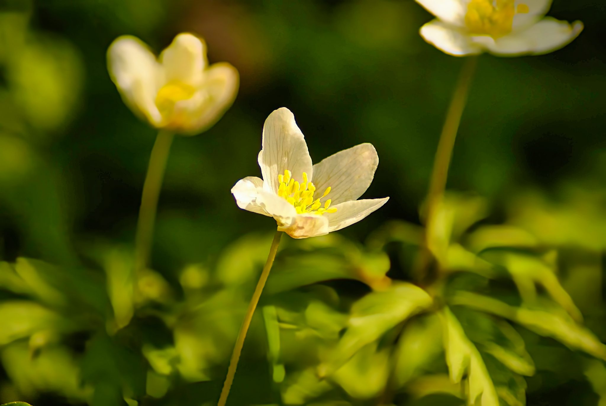 Wood Anemone White Flowers Yellow Stamens Spring Woodland Floor