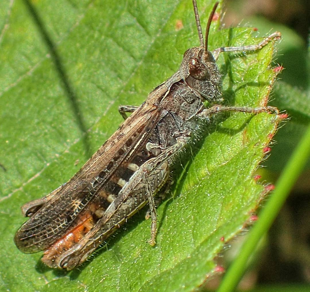 Common Field Grasshopper Chorthippus Brunneus Grey Brown Mottled Orange Red Hindwings Dark Round Eye Short Antennae Green Leaf