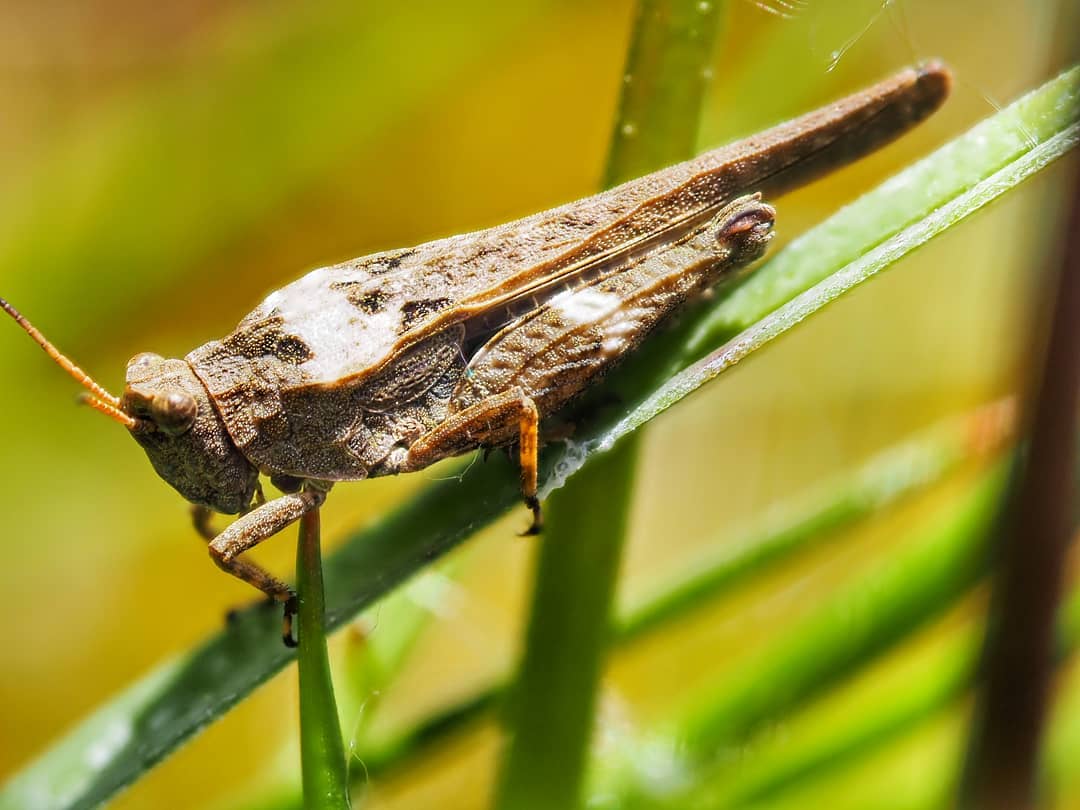 Field Grasshopper Brown Mottled Body Orange Legs Perched Green Grass Blade