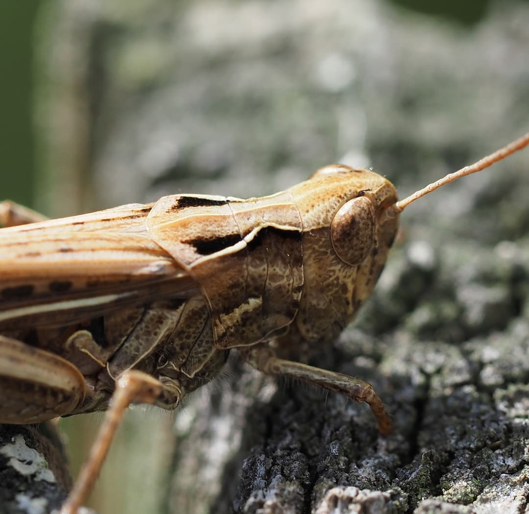 Grasshopper Brown Tan On Lichen Bark