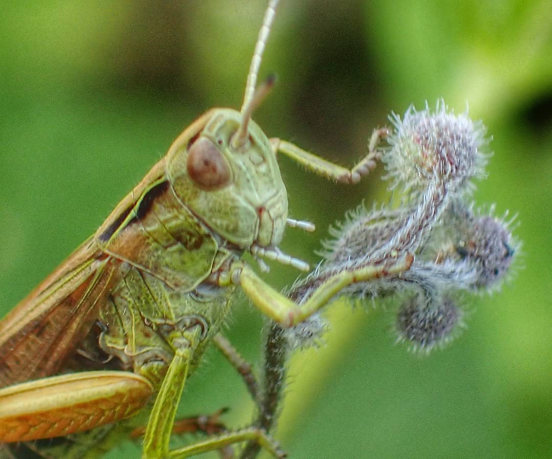 Grasshopper Green Brown Feeding On Burr Plant