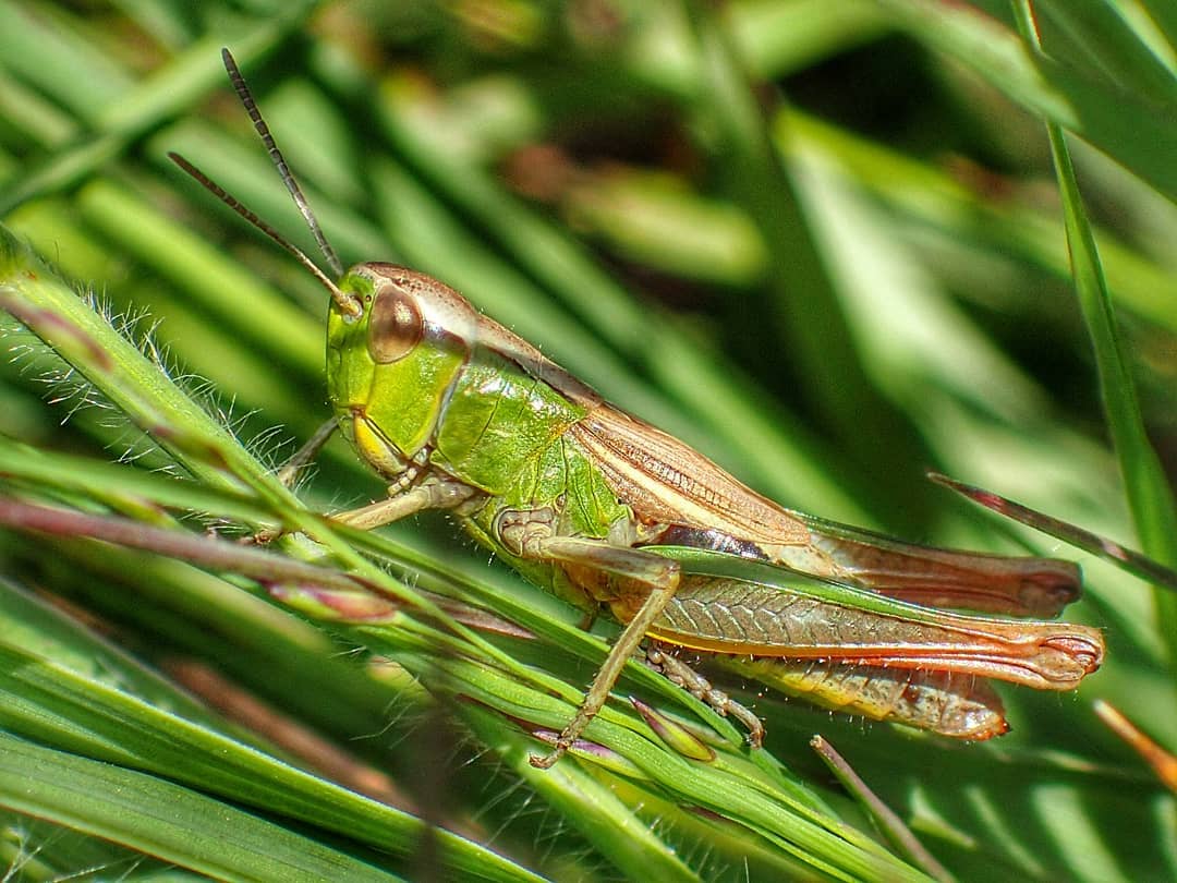Grasshopper Green Brown On Grass Blades