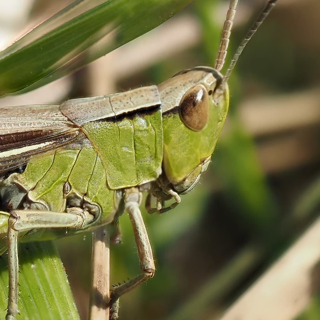 Grasshopper Green On Grass Blades Closeup