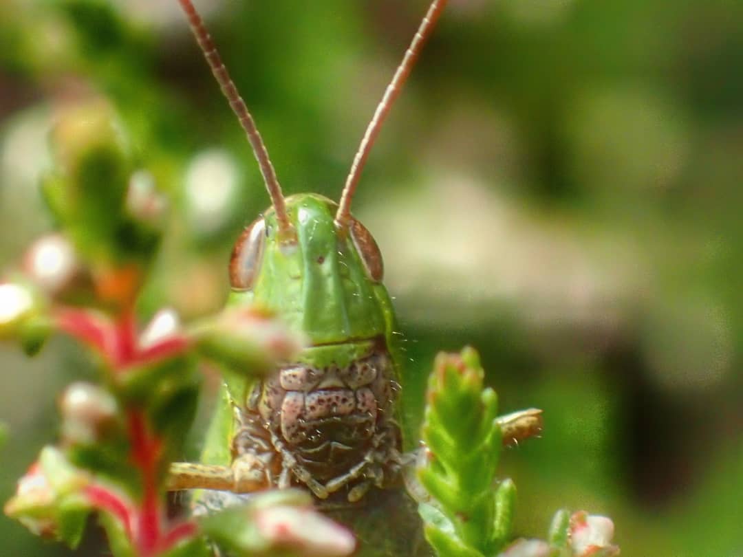 Grasshopper Nymph Brown On Flowering Plant