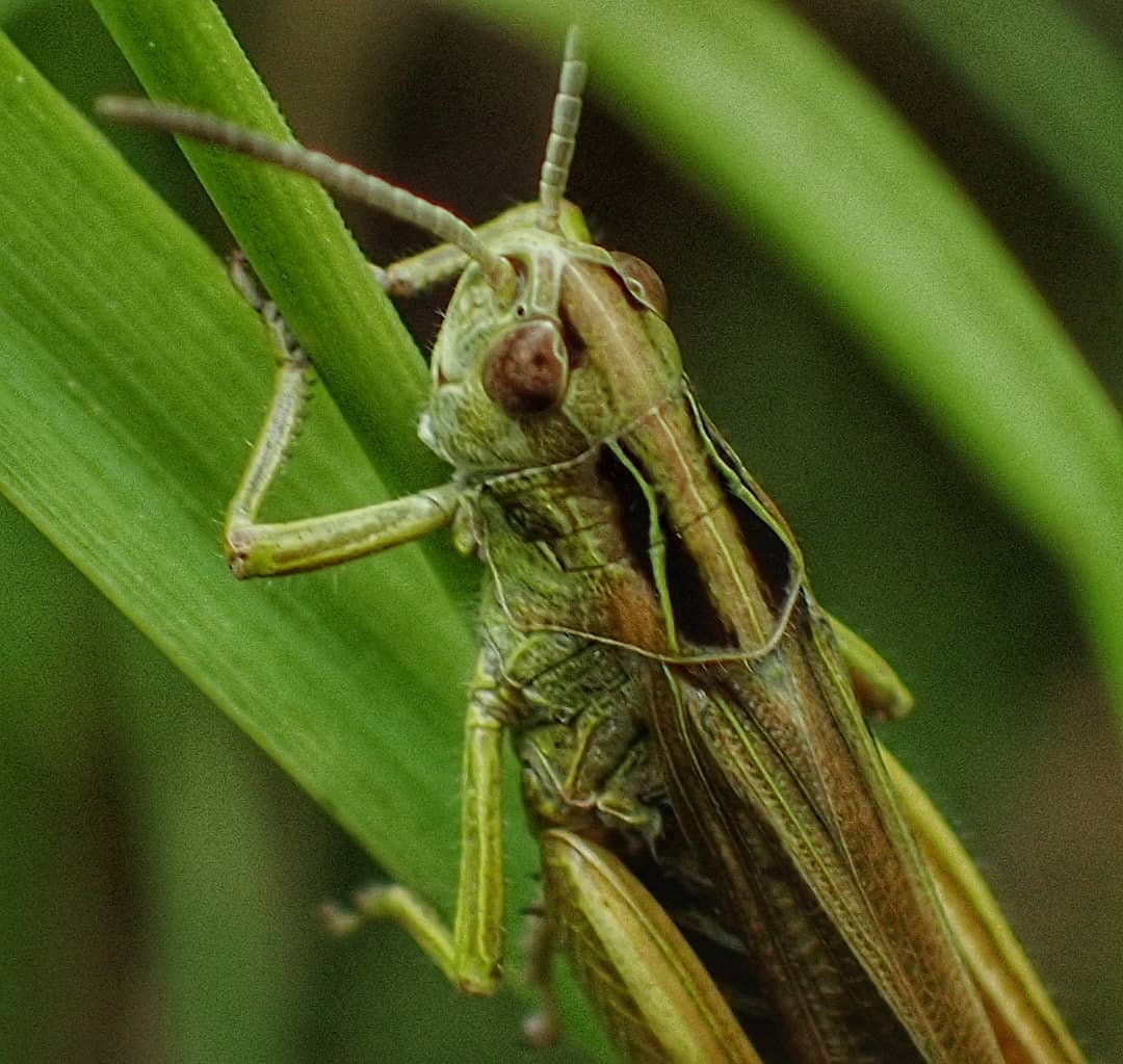 Grasshopper Tan Brown On Grass Blade