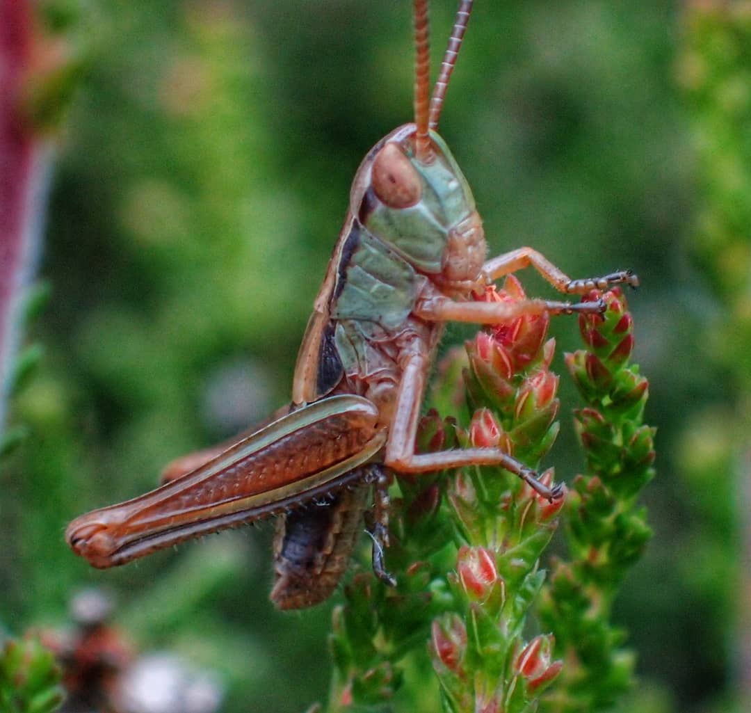 Meadow Grasshopper Chorthippus Parallelus Green Brown Red Hind Legs Heather Buds Flowers