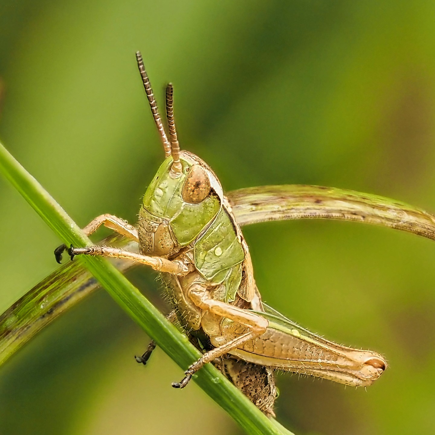 Meadow Grasshopper Green Tan Brown Eyes Frontal Macro Green Grass Blade