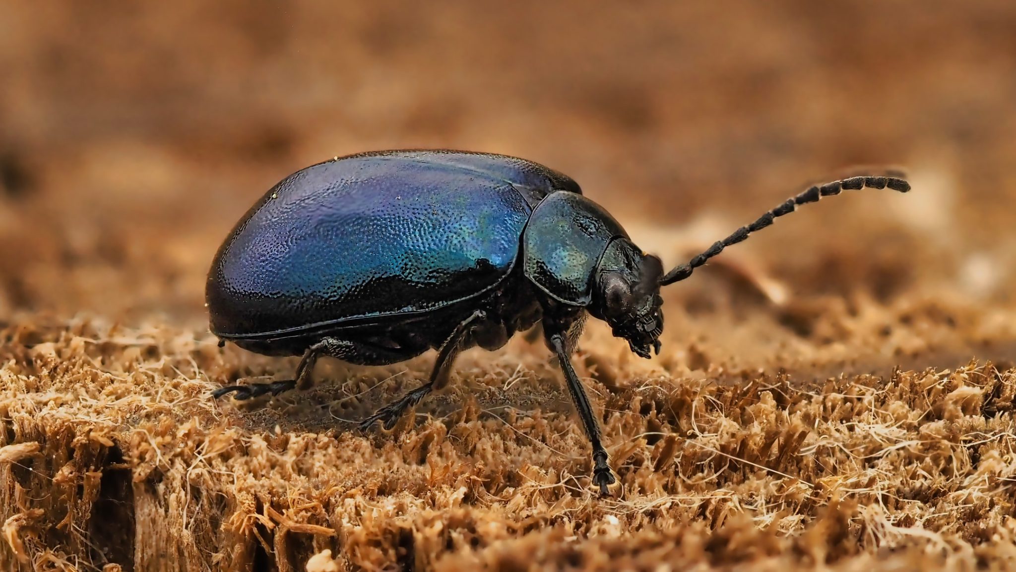 Alder Beetle Iridescent Blue Macro Wide