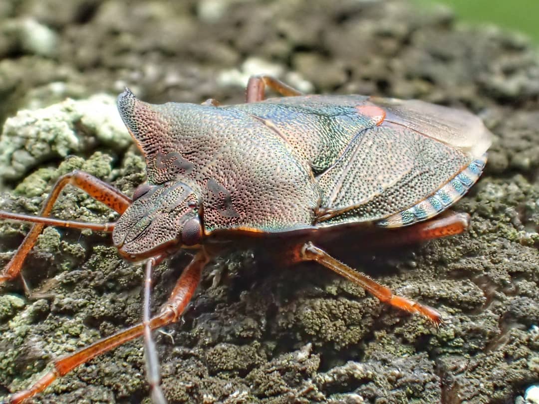 Cardinal Beetle Red Head Close Macro V4