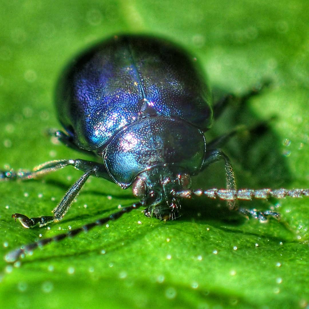 Chrysolina Leaf Beetle Metallic Blue Violet Iridescent Rounded Elytra Wet Green Leaf Macro