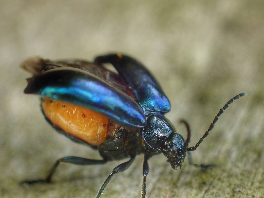 Chrysomela Leaf Beetle Blue Iridescent Wings Spread Open