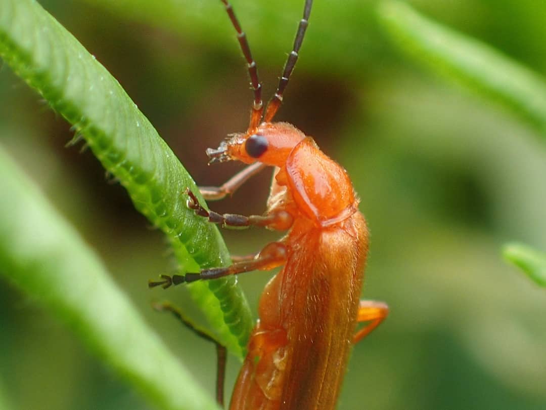 Common Red Soldier Beetle Rhagonycha Fulva Orange Red Elytra Dark Eye Antennae Green Leaf Macro