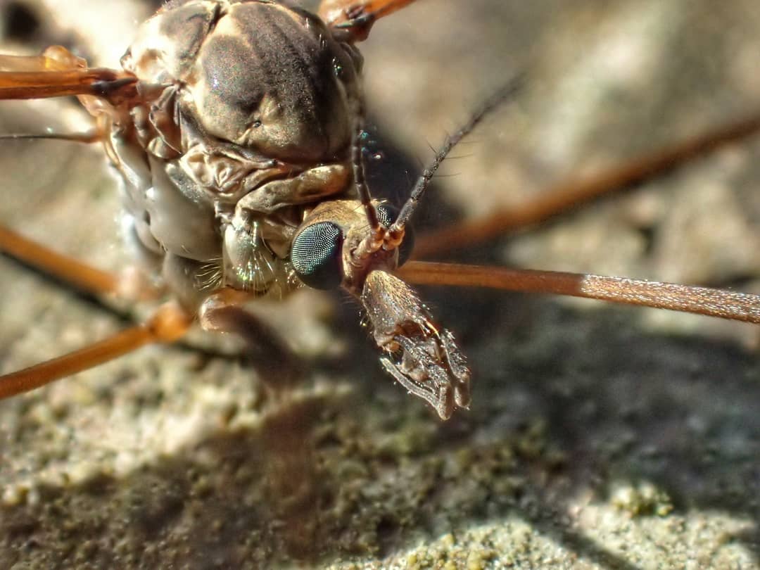 Cranefly Tipulidae Long Legs Domed Dark Mottled Body Chelicerae Lichen Rock Macro