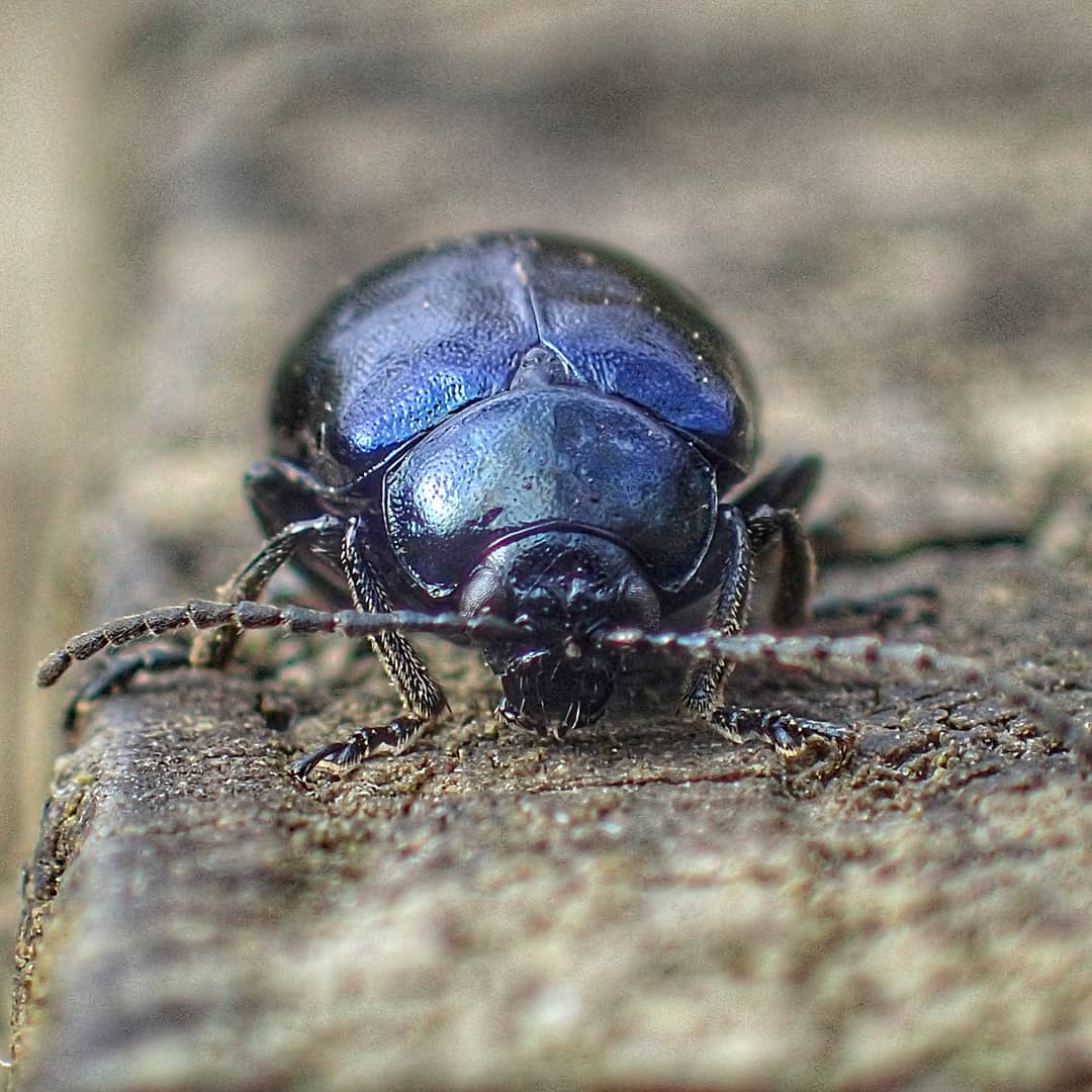 Dung Beetle Geotrupes Stercorarius Iridescent Blue Violet Domed Body Frontal Macro Wooden Surface