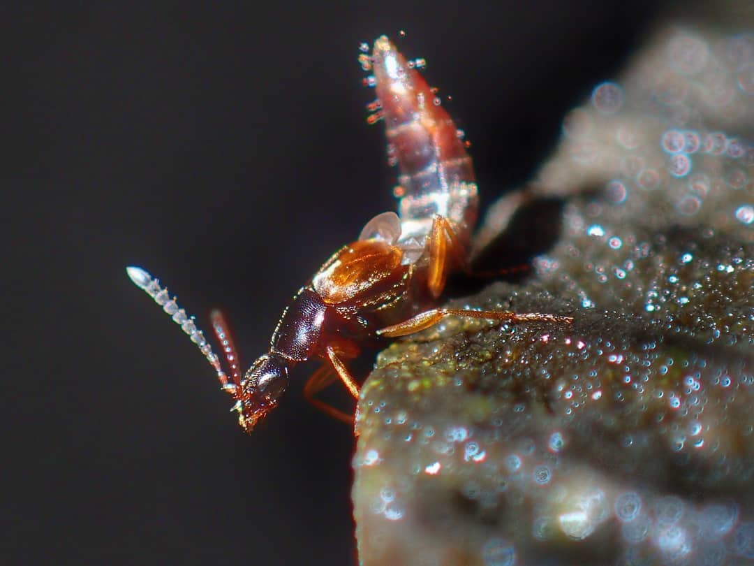 Earwig Forficula Auricularia Orange Brown Segmented Body Raised Abdomen Lichen Algae Surface Macro