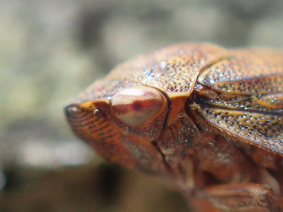 Froghopper Brown Orange Pale Eye Dark Red Spot Profile Macro