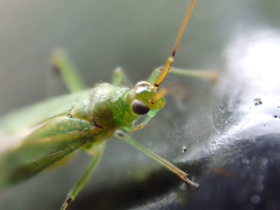 Green Capsid Bug Miridae Bright Green Grey Compound Eyes Long Orange Antennae Frontal Macro Dark Surface