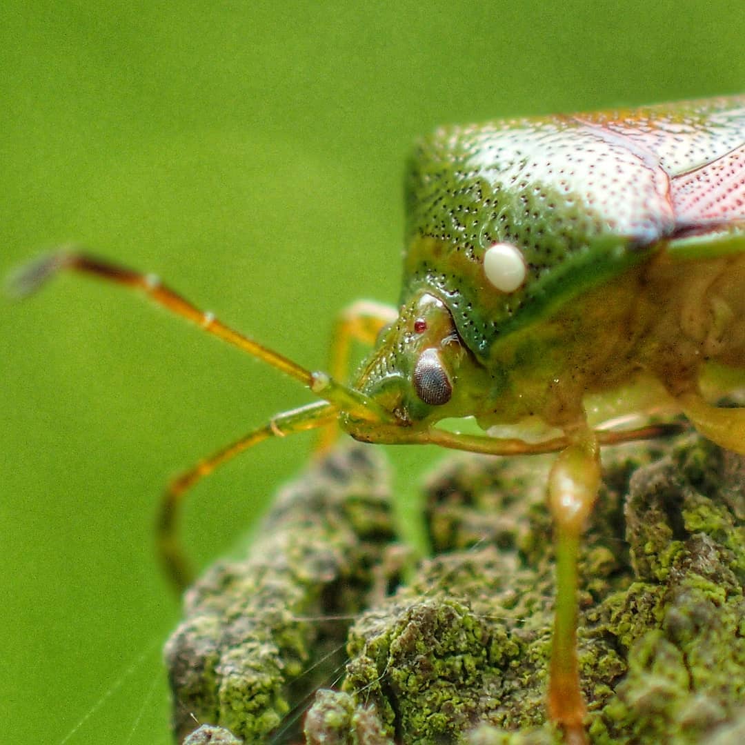 Green Shieldbug Palomena Prasina Bright Green Pale Compound Eye Orange Antennae Lichen Bark Side Profile
