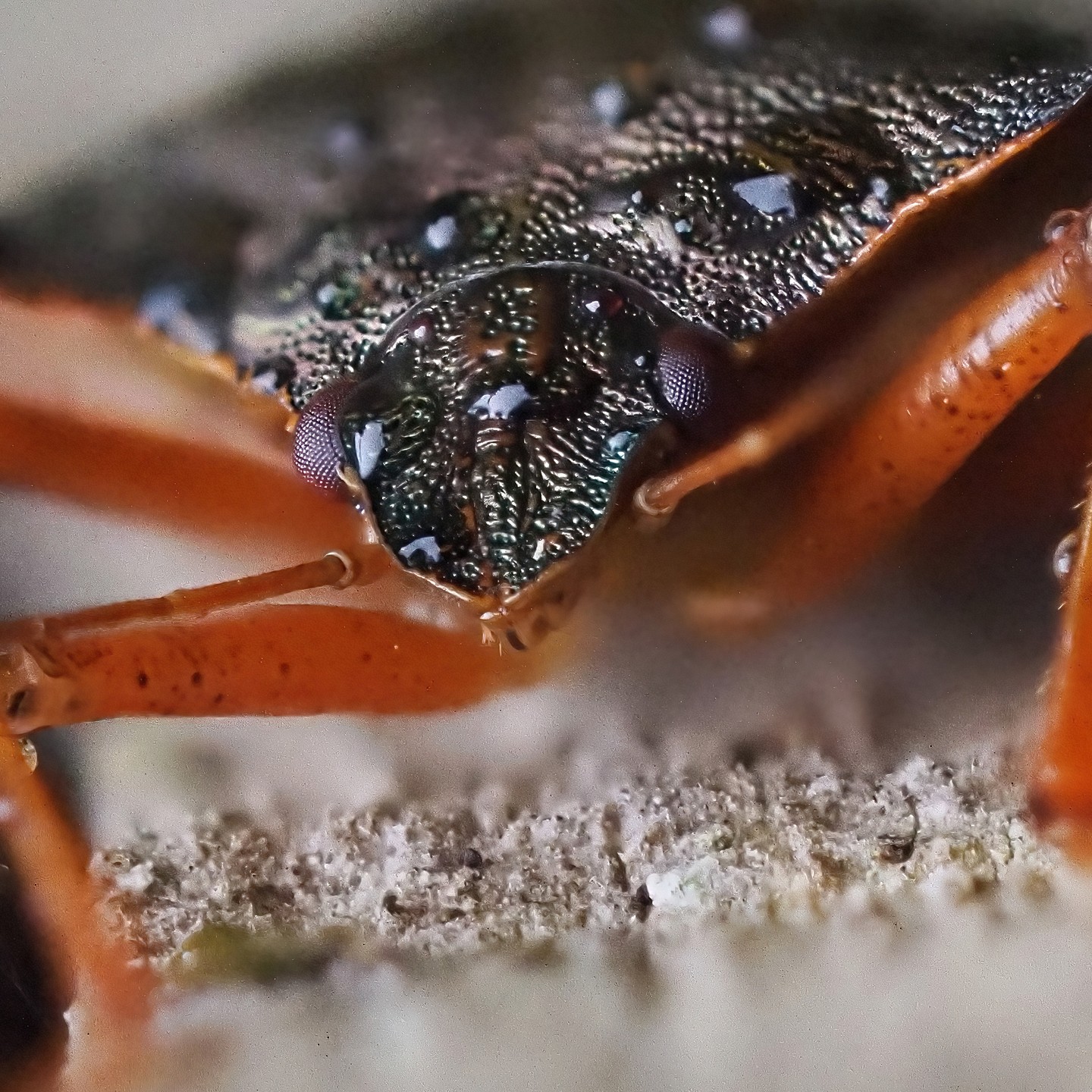 Ground Beetle Carabidae Iridescent Blue Green Elytra Orange Legs Large Compound Eye Dew Lichen Macro