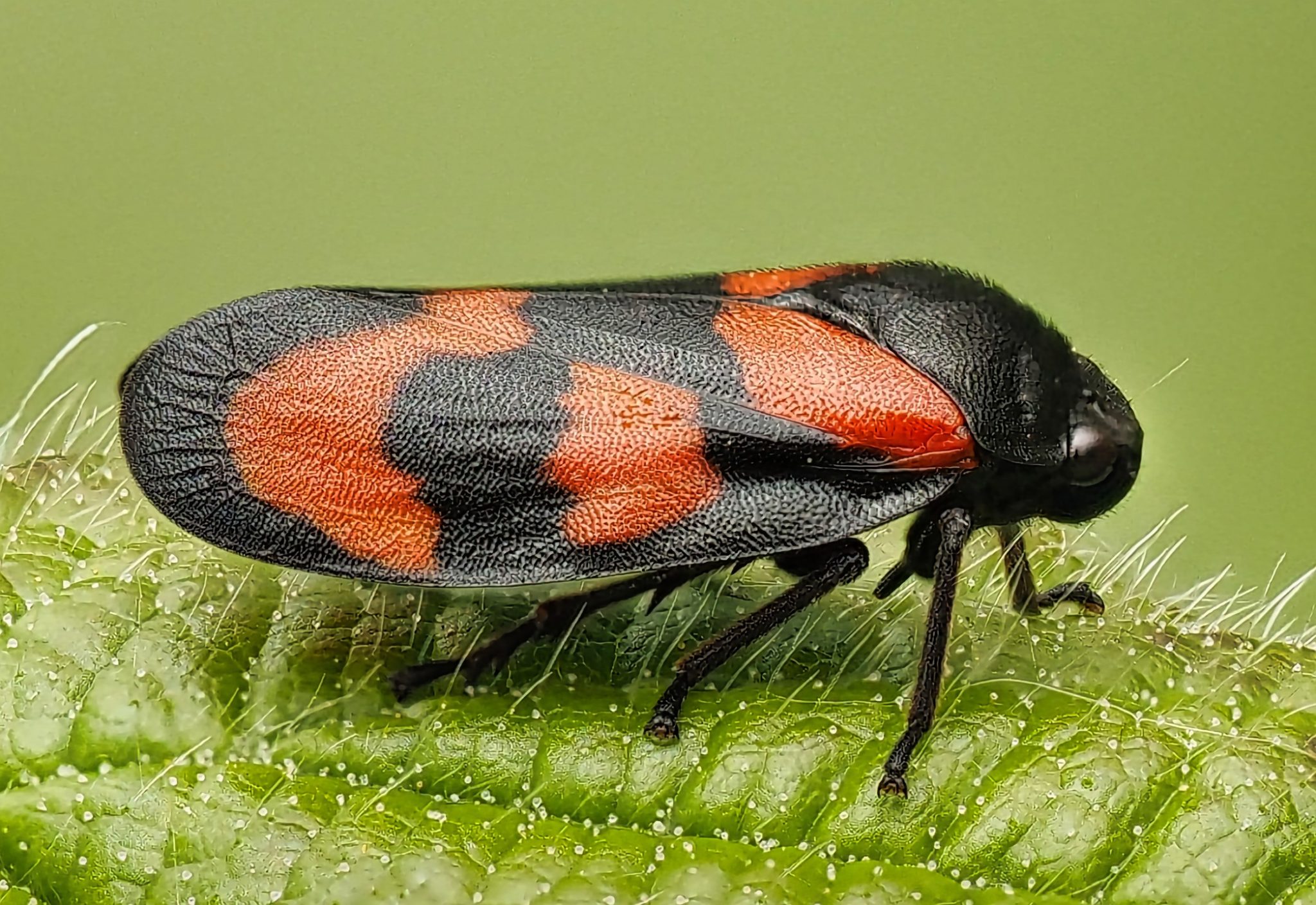 Red And Black Froghopper Cercopis Vulnerata Vivid Pattern Green Leaf