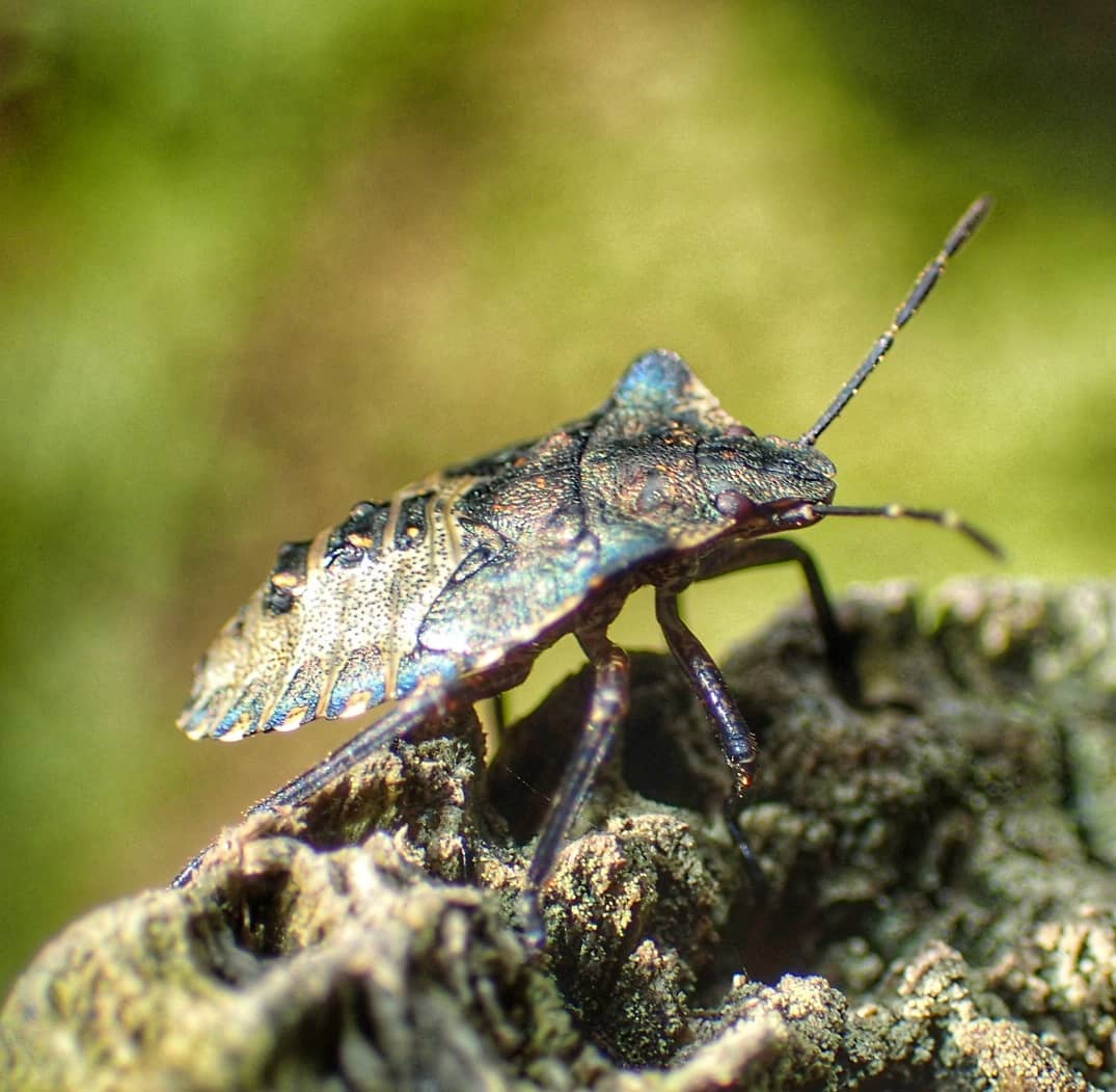 Violet Ground Beetle Metallic Blue Wings Macro