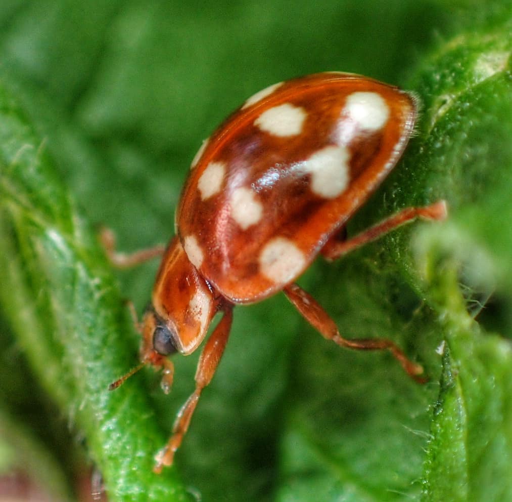 Cream Spot Ladybird Calvia Quatuordecimguttata Red Brown Fourteen White Spots Hairy Green Leaf