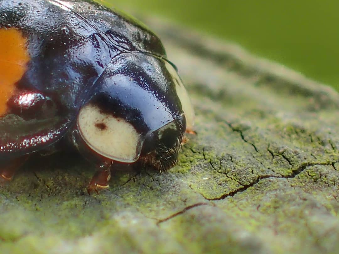 Harlequin Ladybird Harmonia Axyridis Dark Form Black Elytra White Pronotum Patch Lichen Bark Macro