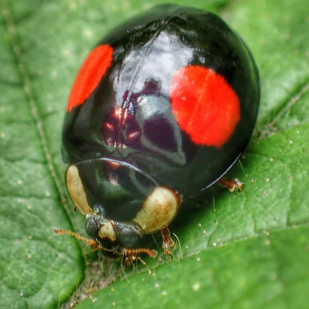 Harlequin Ladybird Harmonia Axyridis Melanic Form Black Elytra Four Large Red Spots Green Leaf Dorsal