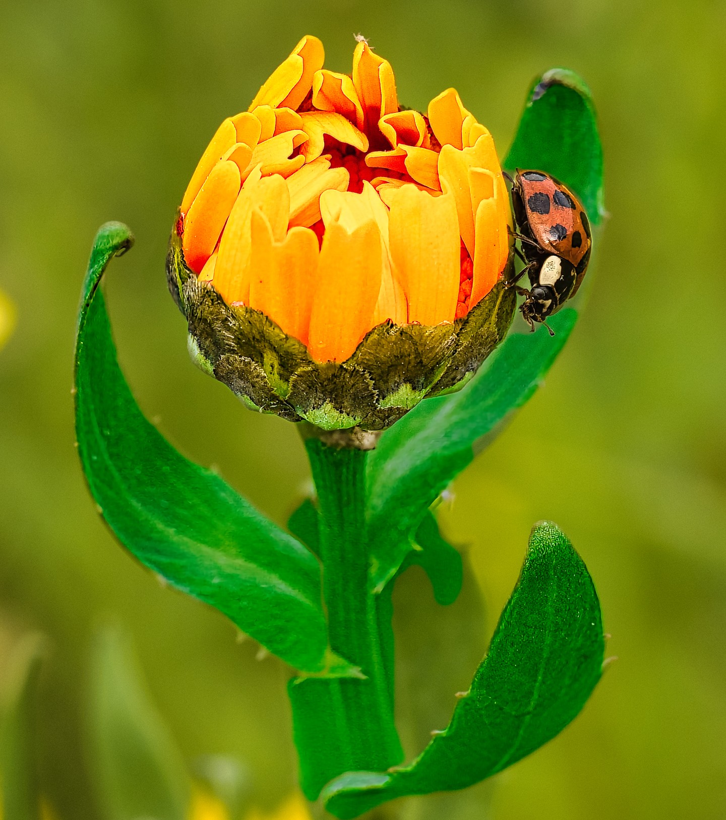 Harlequin Ladybird Harmonia Axyridis Orange Black Spots Marigold Calendula Bud