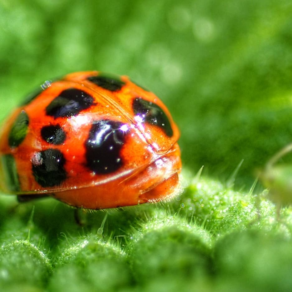 Harlequin Ladybird Harmonia Axyridis Vivid Orange Red Multiple Black Spots Textured Green Leaf