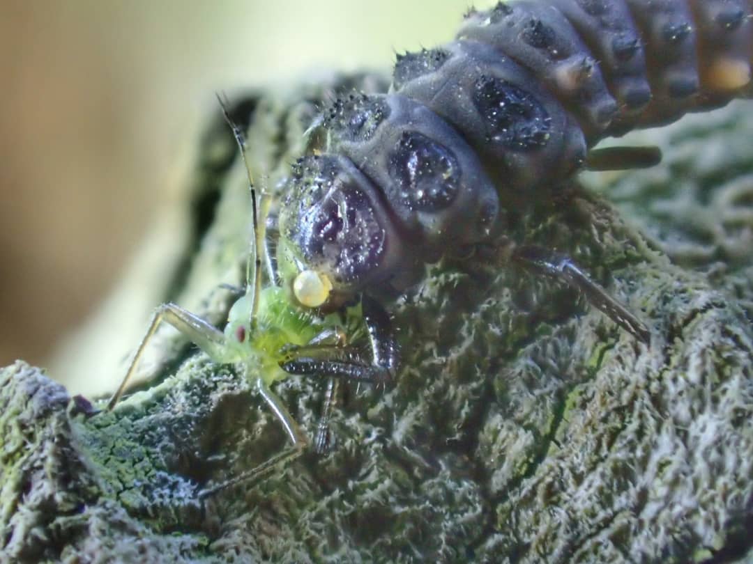 Ladybird Larva Coccinellidae Dark Spiky Preying On Green Aphid Lichen Covered Bark Macro