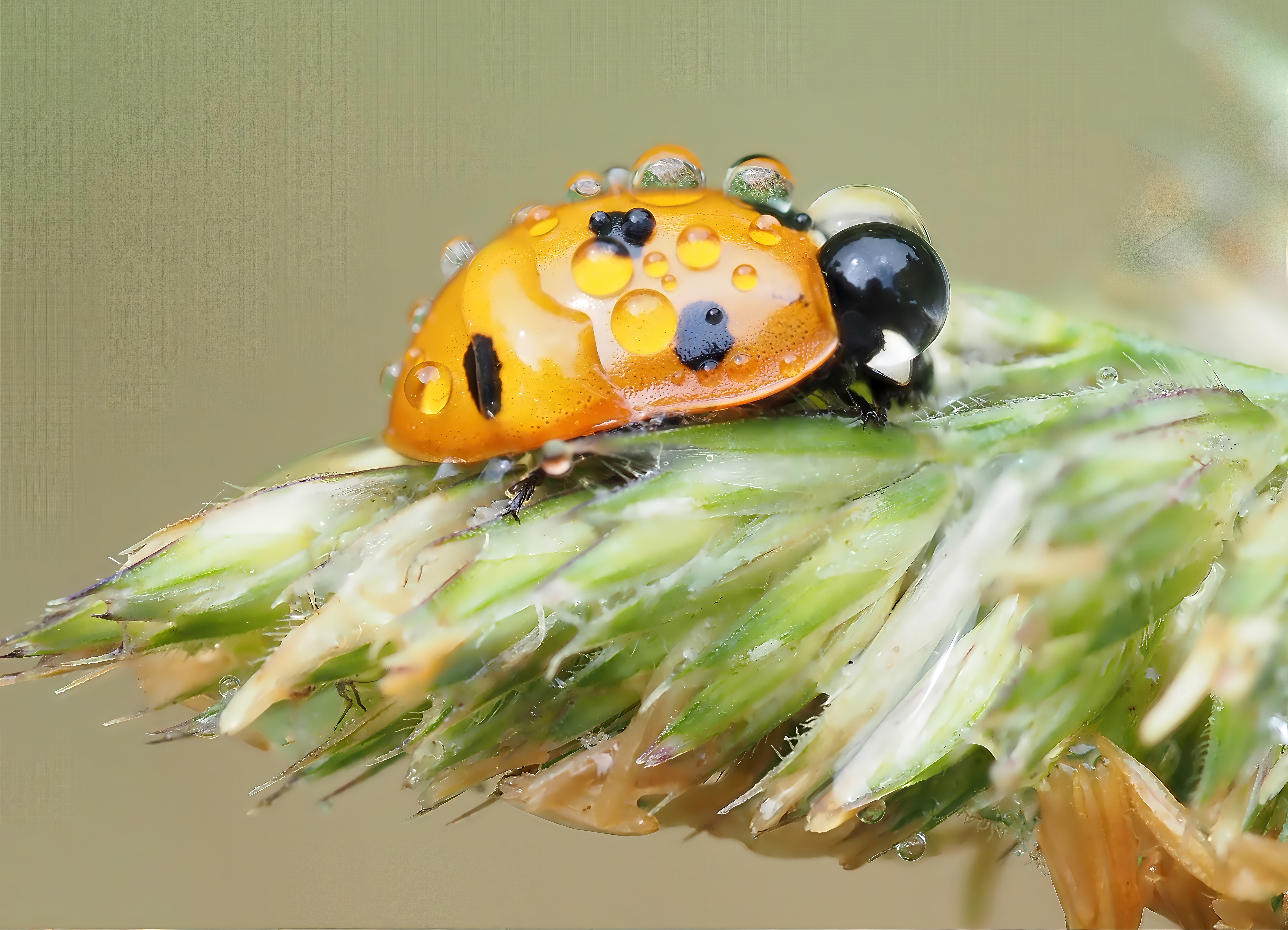 Ladybird Orange Amber Black Spots Covered Dew Droplets Grass Seed Head