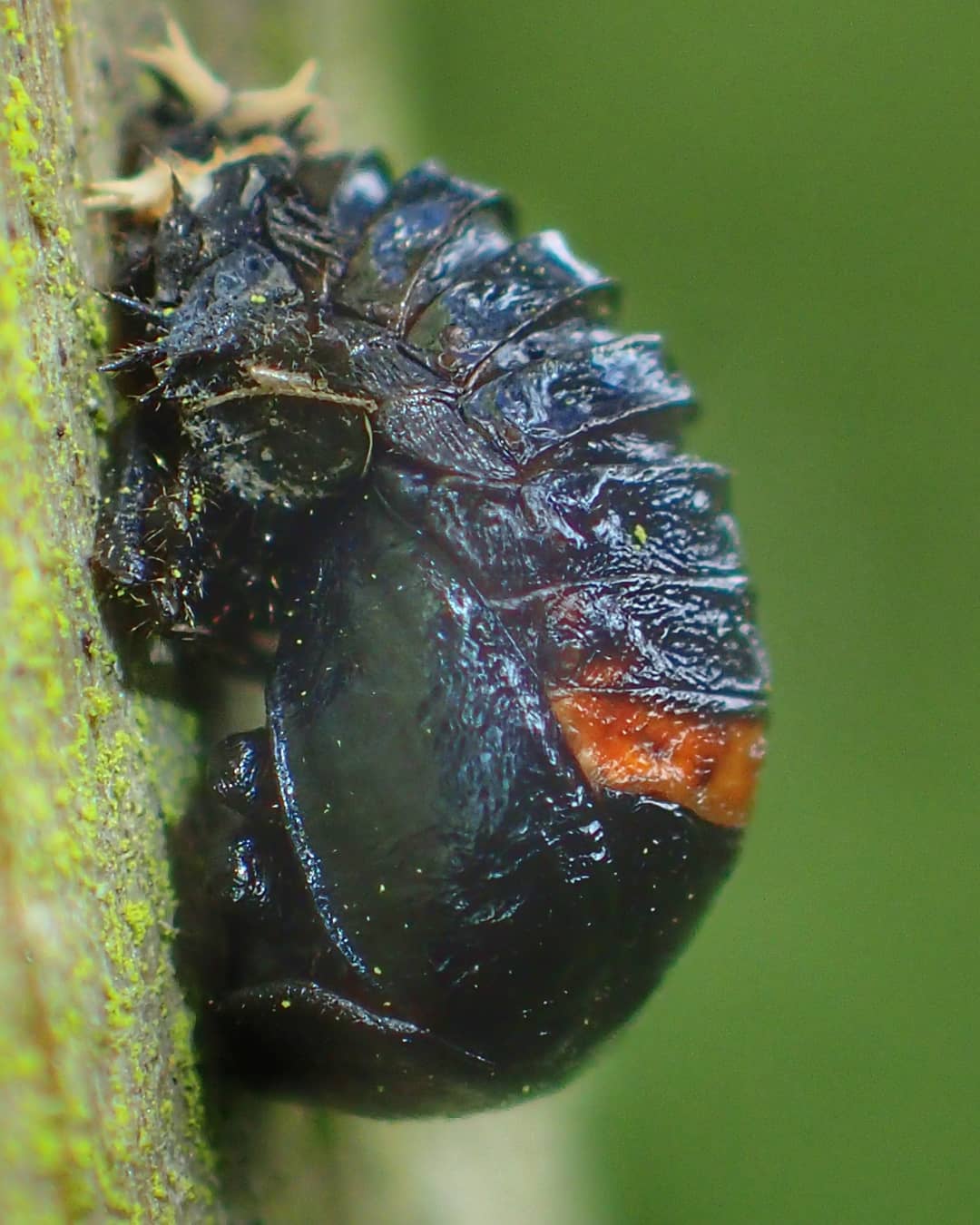 Ladybird Pupa Coccinellidae Dark Black Green Iridescent Orange Red Markings Scalloped Edges Lichen Bark