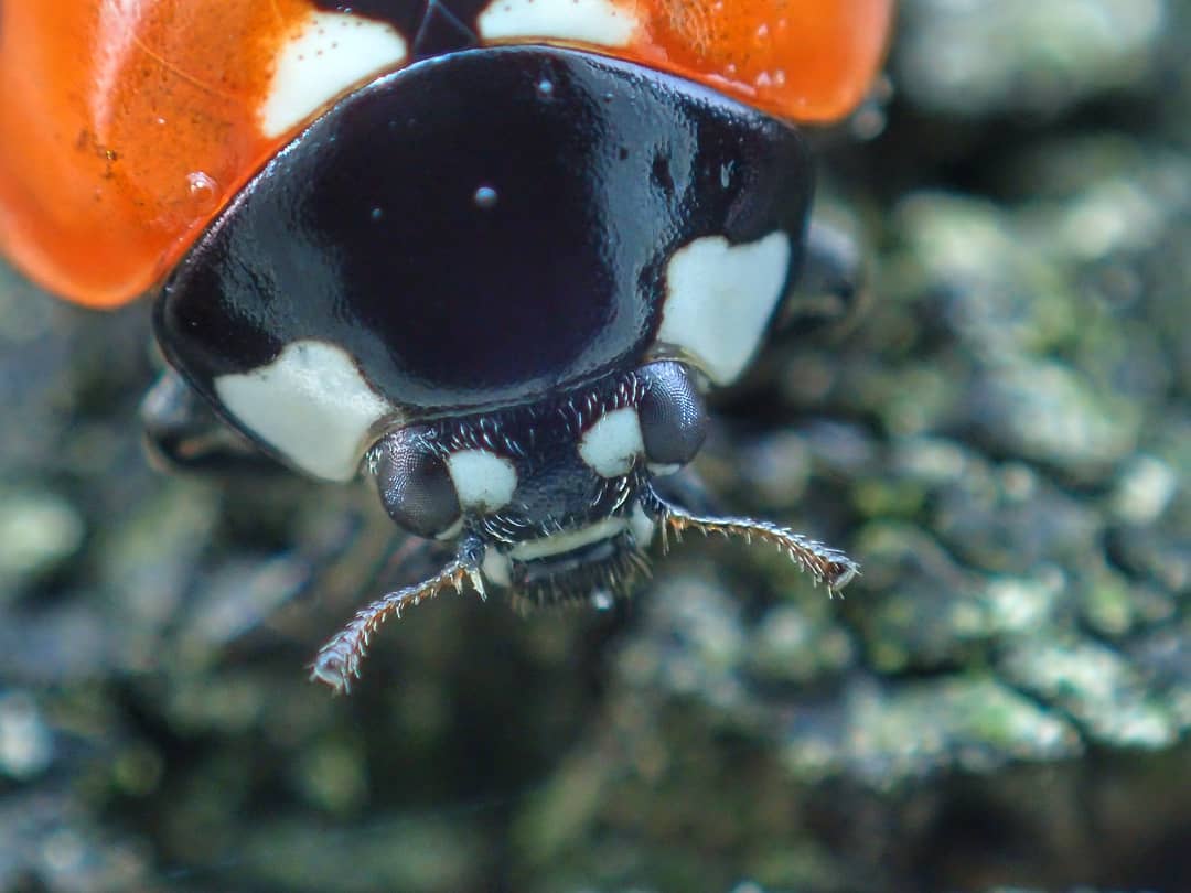 Seven Spot Ladybird Coccinella Septempunctata Frontal Macro Black Pronotum White Patches Red Elytra Mandibles